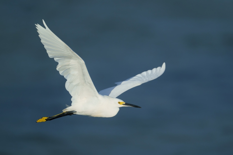 Snowy-Egret-3200-in-flight-_A1G1742-Sebastian-Inlet-FL-Enhanced-NR