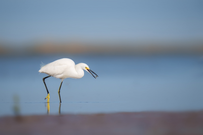 Snowy-Egret-3200-with-tiny-crab-_A1G0082-Fort-DeSoto-Park-Tierra-Verde-FL-Enhanced-NR