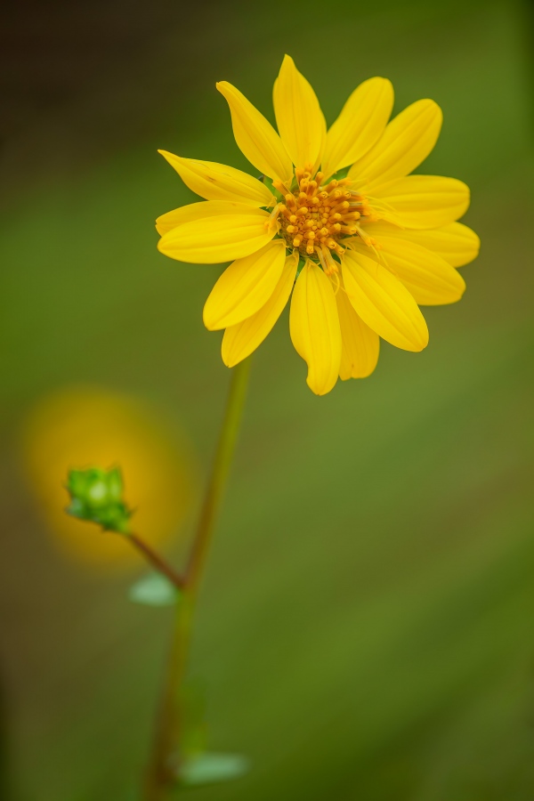 Starry-Rosinweed-3200-blossom-_A1G6572-Bok-Tower-Gardens-Lake-Wales-FL-Enhanced-NR