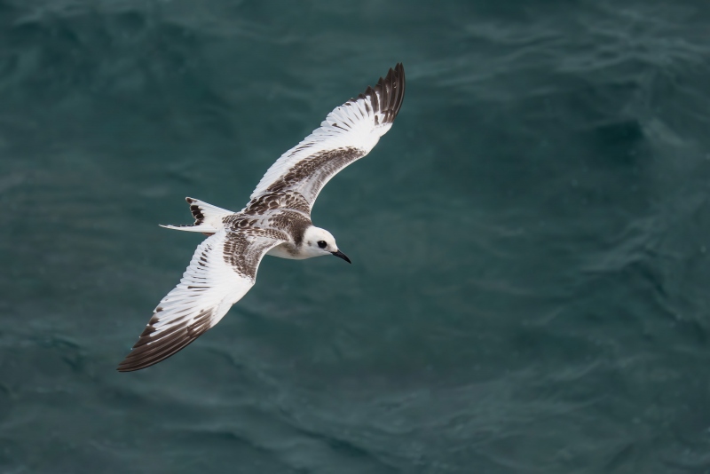 Swallow-tailed-Gull-3200-juvenile-in-flight-_A1G3379-South-Plaza-Island-Galapagos-Ecuador-Enhanced-NR