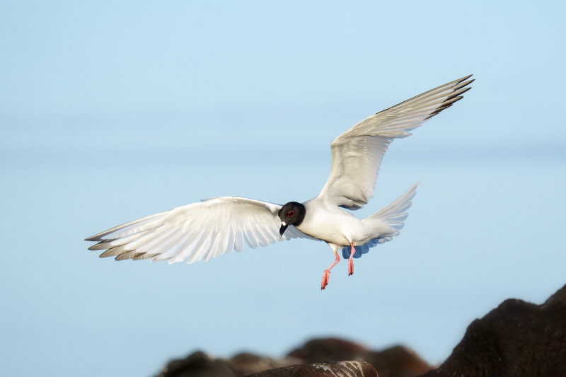 Swallow-tailed-Gull-3200-landing-_A1G4892-North-Seymour-Galapagos-Ecuador-Enhanced-NR