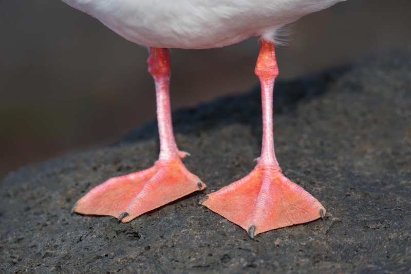 Swallow-tailed-Gull-feet-_A1G6539-North-Seymour-Galapagos-Ecuador-Enhanced-NR