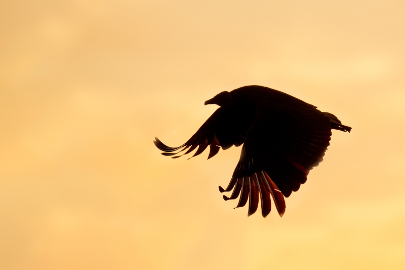 Tureky-Vulture-3200-silhouette-flight-downstroke-_A1G2985-Indian-Lake-Estates-FL