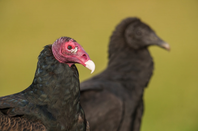 Turkey-Vulture-3200-LIGHTER-and-Black-Vulture-head-juxtaposition-_A1G2032-Indian-Lake-Estates-FL-Enhanced-NR