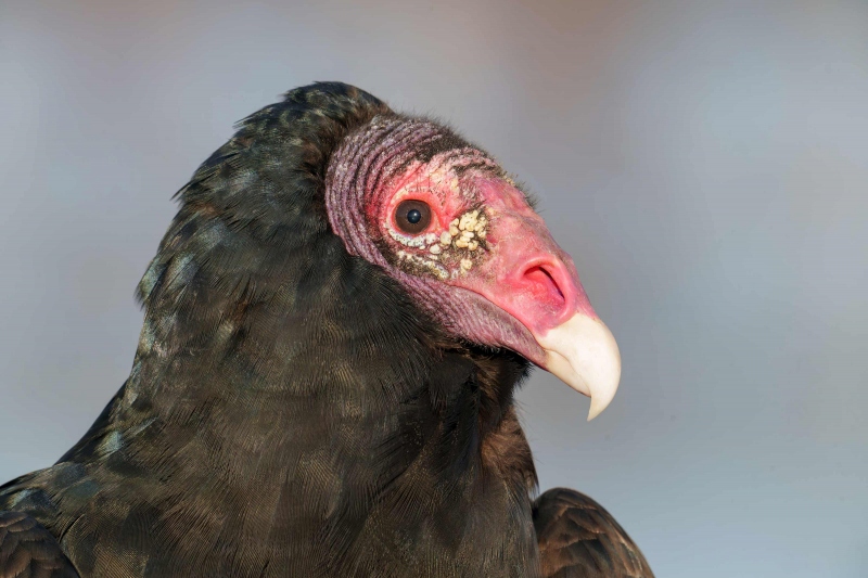 Turkey-Vulture-3200-head-portrait-_A1G2273-Indian-Lake-Estates-FL-Enhanced-NR