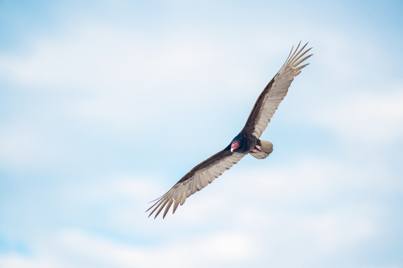 Turkey-Vulture-3200-in-flight-_A1G6444-Fort-DeSoto-Park-FL-Enhanced-NR