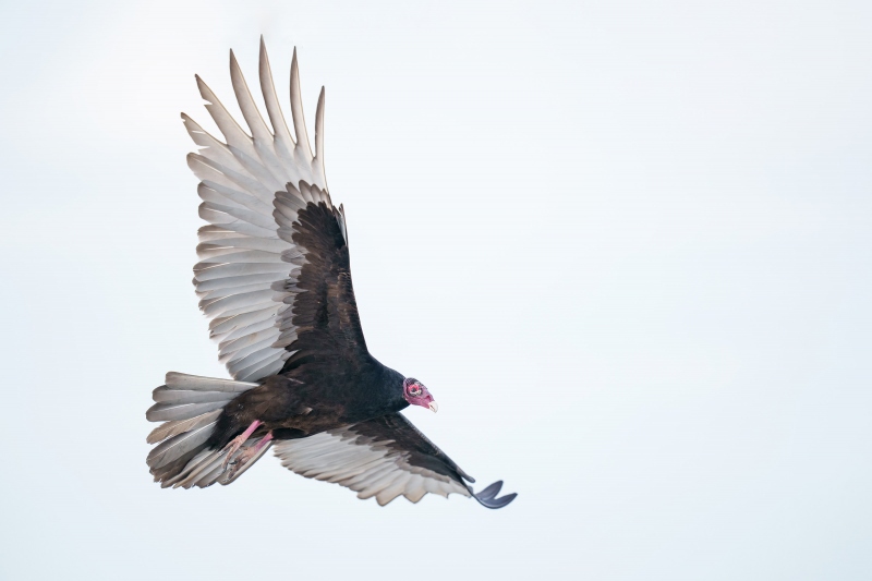 Turkey-Vulture-3200-soaring-_A1G6972-Indian-Lake-Estates-FL
