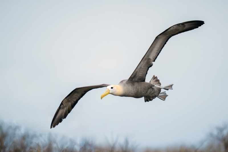 Waved-Albatross-3200-on-final-approach-_A1G7547-Punta-Suarez-Espanola-Hood-Island-Galapagos-Ecuador-Enhanced-NR