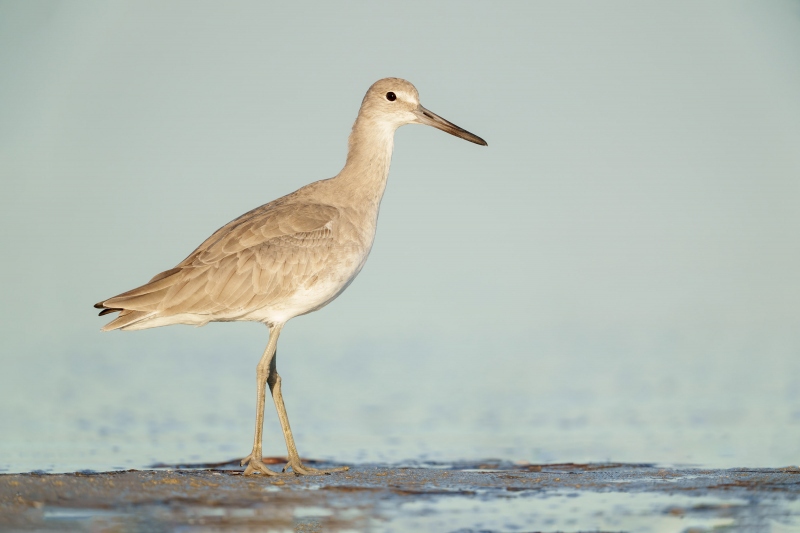 Willet-3200-adult-non-breeding-_A1G1814-Fort-DeSoto-Park-Tierra-Verde-FL