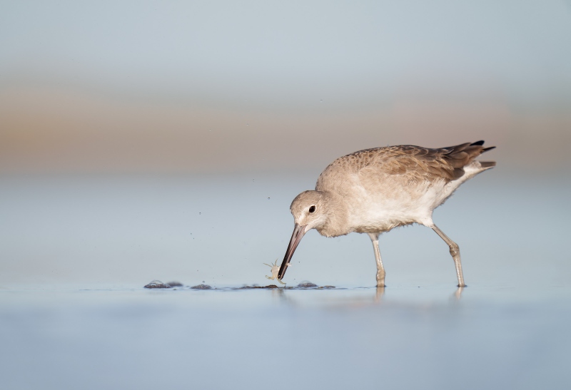 Willet-3200-subduing-fiddler-crab-_A1G4472-Fort-DeSoto-Park-Tierra-Verde-FL-Enhanced-NR