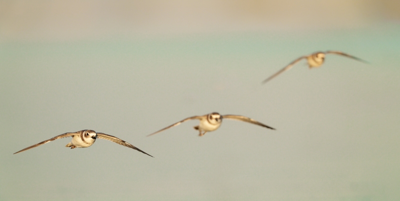 Wilsons-Plovers-3200-incoming-flight-_A1G1949-Fort-DeSoto-Park-Tierra-Verde-FL