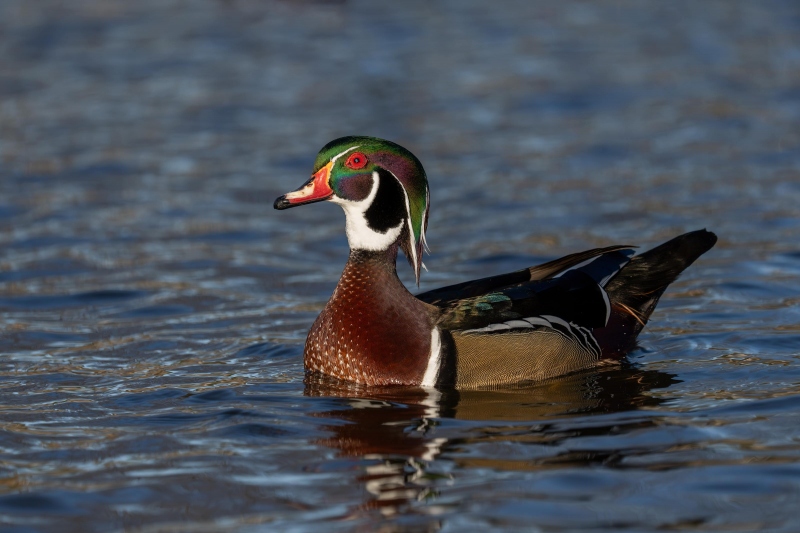 Wood-Duck-3200-drake-on-alert-_A1G4176-Santee-Lakes-CA-Enhanced-NR