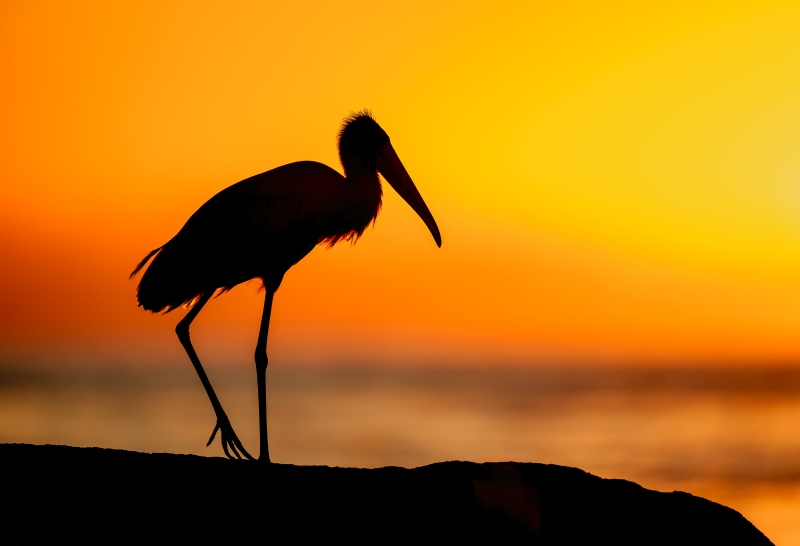 Wood-Stork-3200-sunrise-silhouette-_A1G3265-Fort-DeSoto-Park-Tierra-Verde-FL-Enhanced-NR