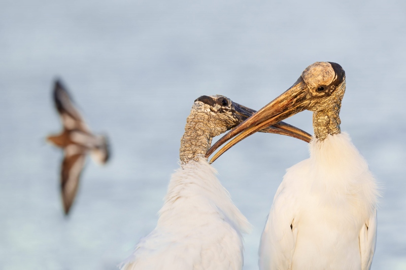 Wood-Storks-3200-allo-preening-with-fly-by-Ruddy-Turnstone-_A1G3423-Fort-DeSoto-Park-Tierra-Verde-FL-Enhanced-NR