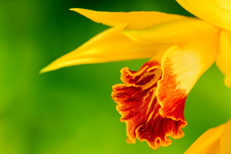 Yellow-Crane-Orchid-3200-_A1G6639-Bok-Tower-Gardens-Lake-Wales-FL-Enhanced-NR
