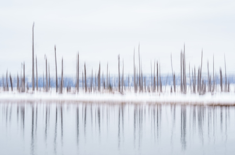 dead-tree-blur-3200-_A1G0677-Franklin-Flats-Kachemak-Bay-AK