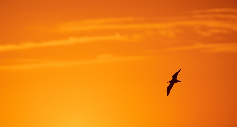 gull-at-sunrise-3200-_A1G6312-Fort-DeSoto-Park-FL-Enhanced-NR