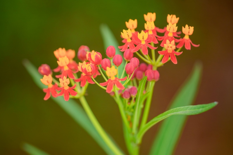 milkweed-blossoms-3200-_A1G6607-Bok-Tower-Gardens-Lake-Wales-FL-Enhanced-NR