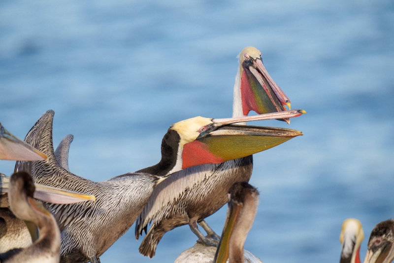 pelicans-greeting-ORIG-_A1G5406-La-Jolla-CA-2