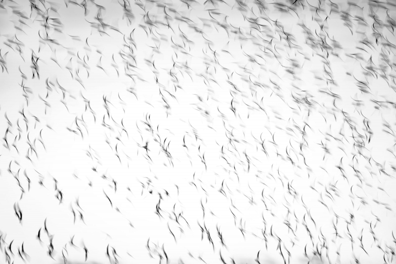 shorebird-flock-blur-3200-silv-efex-_A1G9052-Fort-DeSoto-Park-Tierra-Verde-FL-Enhanced-NR