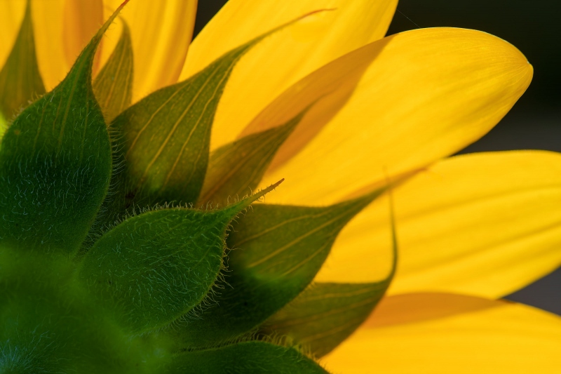 sunflower-3200-rear-view-backlit-_A1G6681-Bok-Tower-Gardens-Lake-Wales-FL-Enhanced-NR