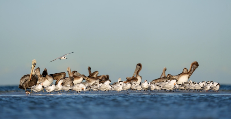 terns-pelicans-3200-and-more-on-sandbar-_A1G2981-Fort-DeSoto-Park-Tierra-Verde-FL-Enhanced-NR