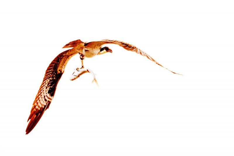 wrong-way-Osprey-_A1G0074-Sebastian-Inlet-FL