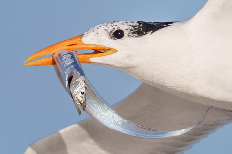 100-CROP-Royal-Tern-with-Cutlassfish-flight-pano-_A1G7605-Huguenot-Memorial-Park-Jacksonville-FL-Enhanced-NR