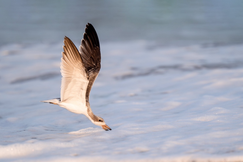 Black-Skimmer-3200-juvenile-skimming-_A937406-Nickerson-Beach-Park-LI-NY-Enhanced-NR