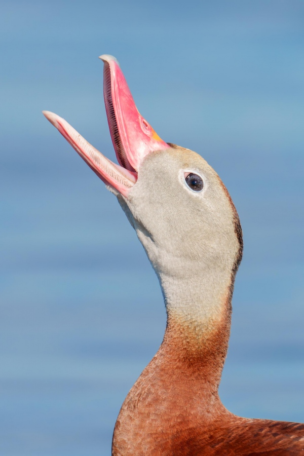 Black-bellied-Whsitling-Duck-VERT-3200-with-bill-open-_A1G0820-Indian-Lake-Estates-FL-Enhanced-NR