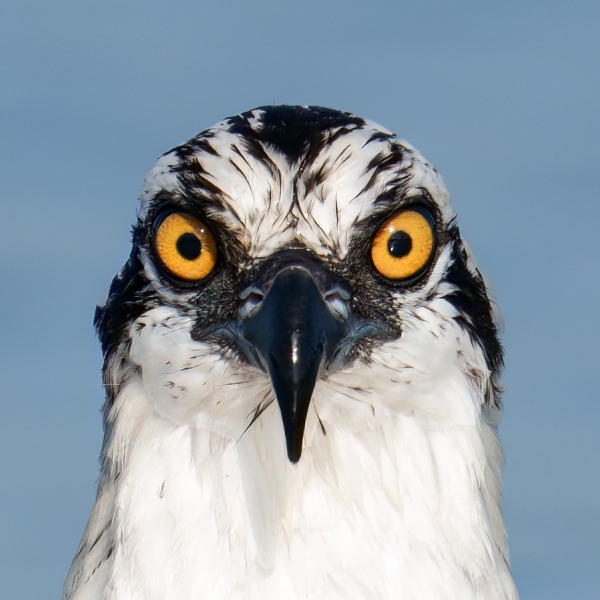 HEAD-SQ-Osprey-fresh-juvenal-plumage-in-lake-_A1G8006-Indian-Lake-Estates-FL-Enhanced-NR