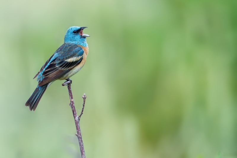 Lazuli-Bunting-3200-singing-male-_A1G9738-Red-Rocks-Evergreen-CO-Enhanced-NR
