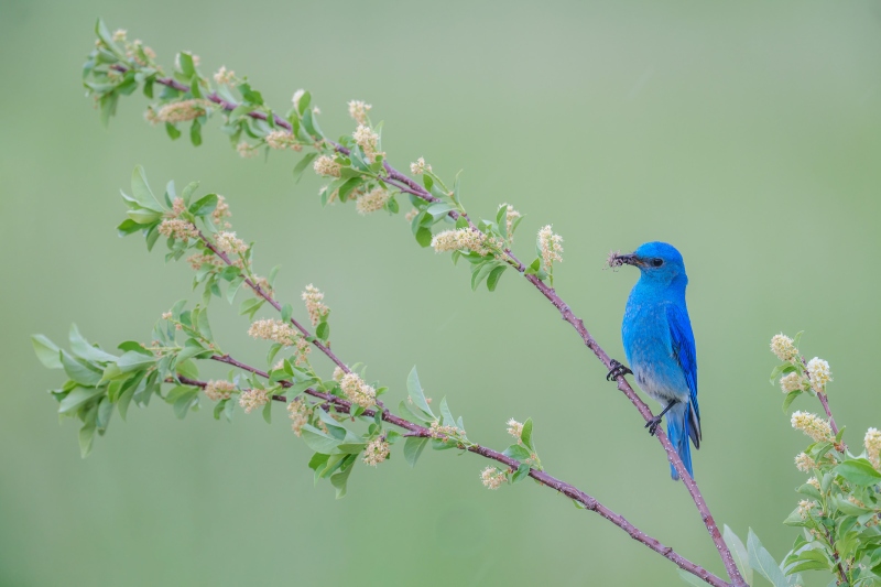 Mountain-Bluebird-3200-male-with-spiders-for-chicks-in-nestbox_A1G0727-Evergreen-CO