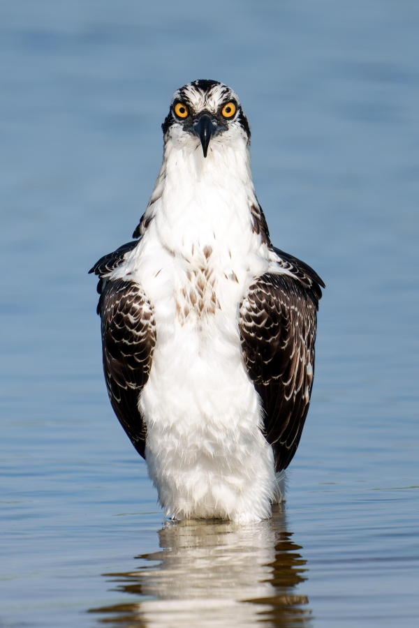 Osprey-3200-fresh-juvenal-plumage-in-lake-_A1G8006-Indian-Lake-Estates-FL-Enhanced-NR