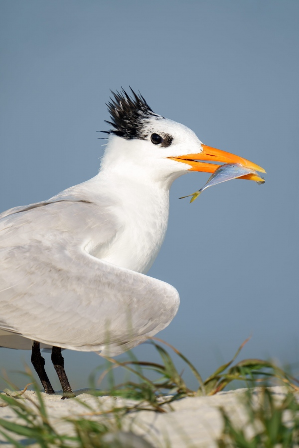 Royal-Tern-3200-with-baitfish-for-chick-_A1G5784-Indian-Lake-Estates-FL-Enhanced-NR
