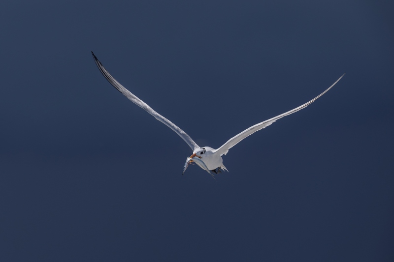 Royal-Tern-3200-with-fish-for-chick-backlit-with-indigo-black-sky-_A934988-Huguenot-Memorial-Park-Jacksonville-FL-Enhanced-NR