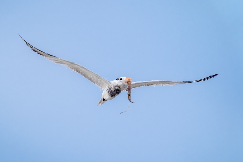 Royal-Tern-3200-with-squid-for-chick-_A936303-Huguenot-Memorial-Park-Jacksonville-FL-Enhanced-NR