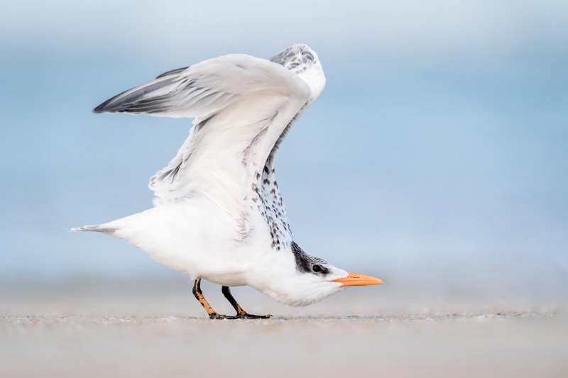 Royal-Tern-fresh-3200-juvenile-plumage-double-overhead-wingstretch-_A937827-Huegenot-Memorial-Park-Jacksonville-FL-Enhanced-NR