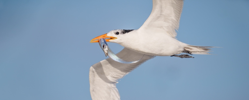 Royal-Tern-with-Cutlassfish-3200-flight-pano-_A1G7605-Huguenot-Memorial-Park-Jacksonville-FL-Enhanced-NR