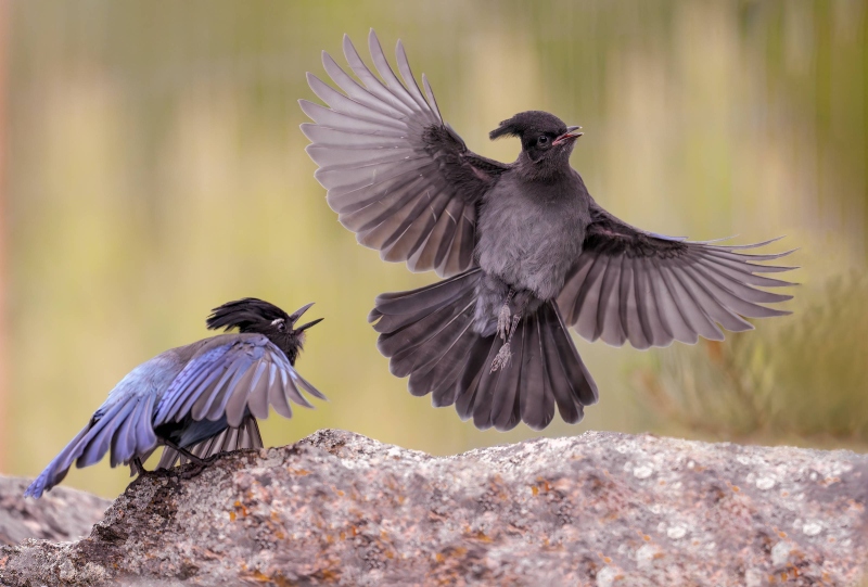 Stellers-Jay-3200-adult-chasing-juvie-_A939916-Evergreen-CO-Enhanced-NR