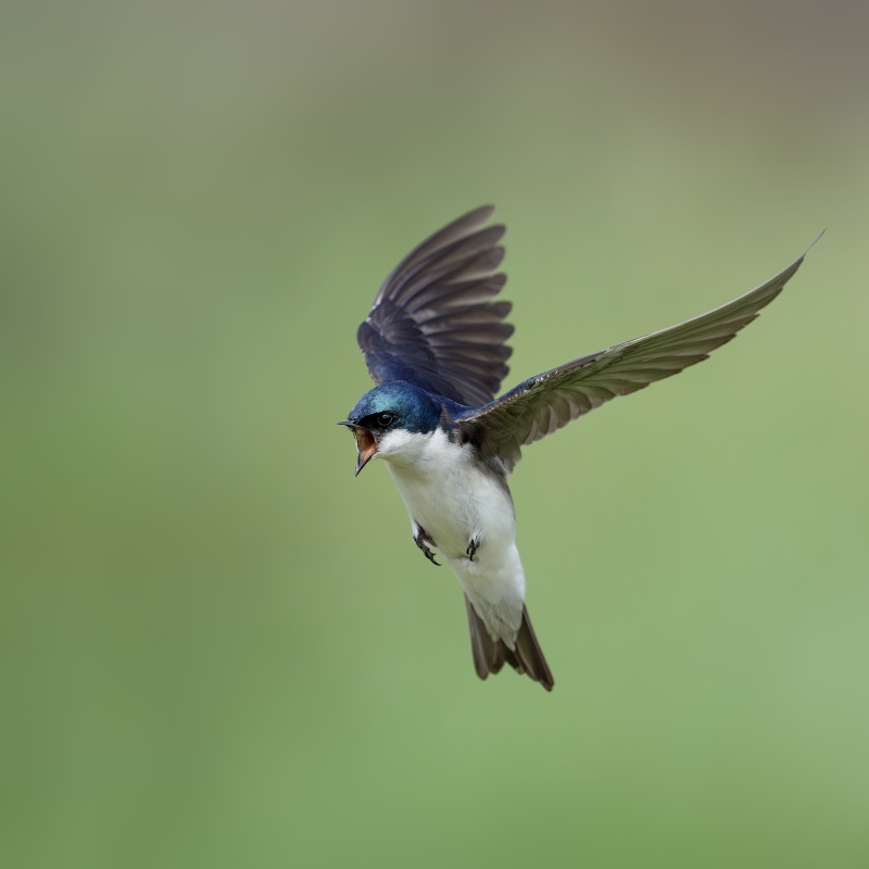 Tree-Swallow-2400-screaming-in-flight-_A937058-Evergreen-CO-Enhanced-NR