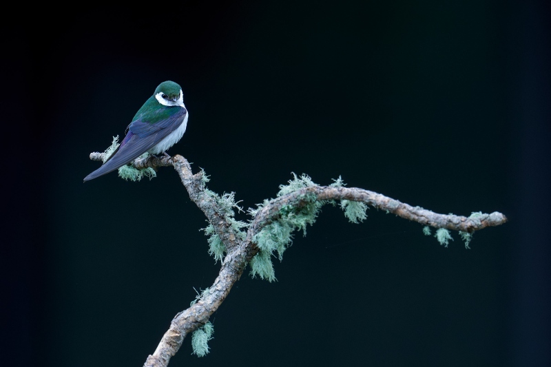 Violet-Green-Swallow-3200-_A938947-Evergreen-COA-Enhanced-NR