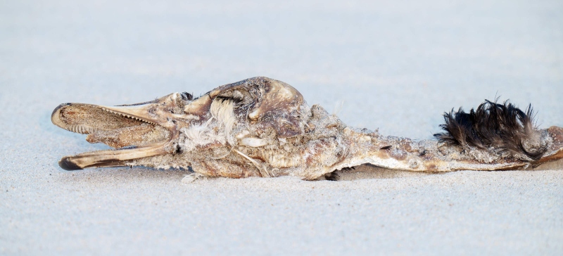 head-and-neck-3200-of-dessicated.-sea-duck-_A1G1686-Nickerson-Beach-Park-Lido-Beach.-Long-Island-NY-Enhanced-NR