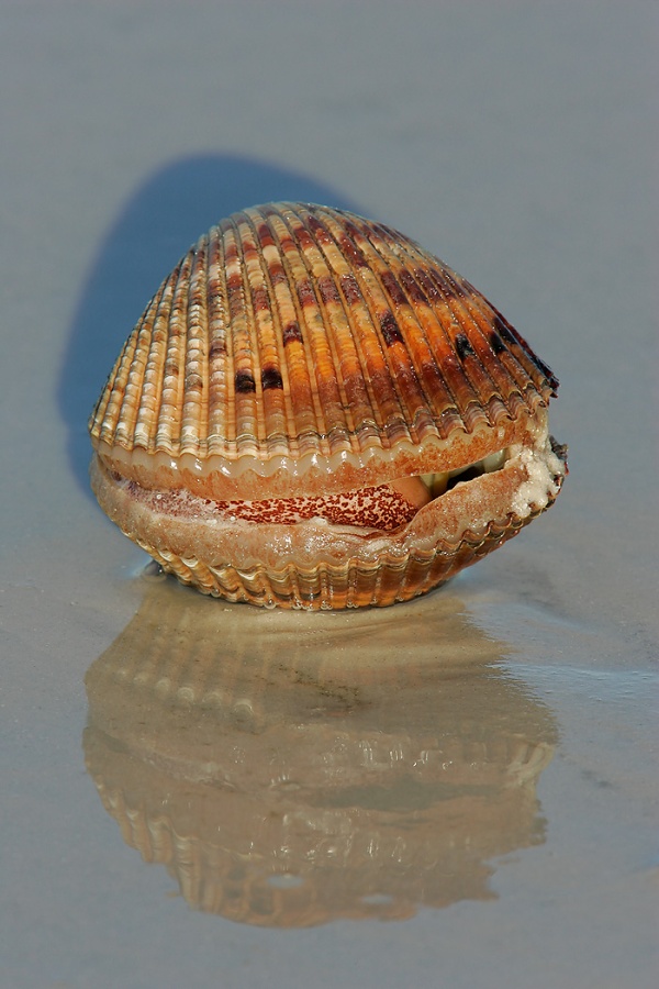 scallop-smiling-_T9J0782-Fort-DeSoto-Park-FL