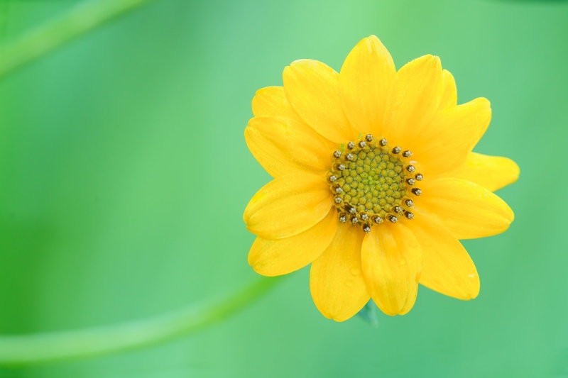 wildflower-3200-blossom-_A1G7053-Indian-Lake-Estates-FL-Enhanced-NR