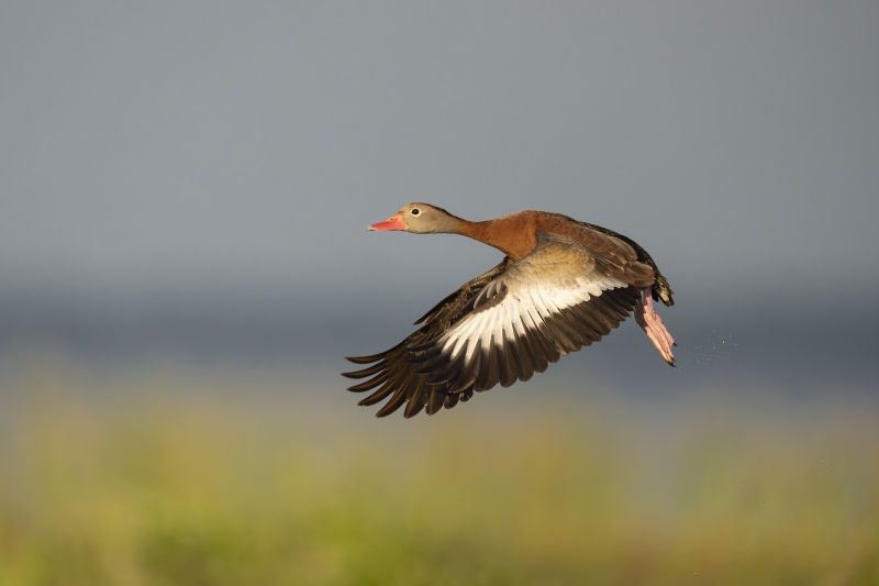 1_Black-bellied-Whistling-Duck-3200-in-flight-full-downstroke-_DSC7565-Indian-Lake-Estates-FL-