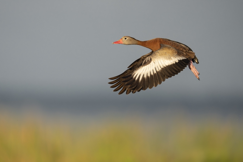 1_Black-bellied-Whistling-Duck-3200-in-flight-full-downstroke-_DSC7570-Indian-Lake-Estates-FL-