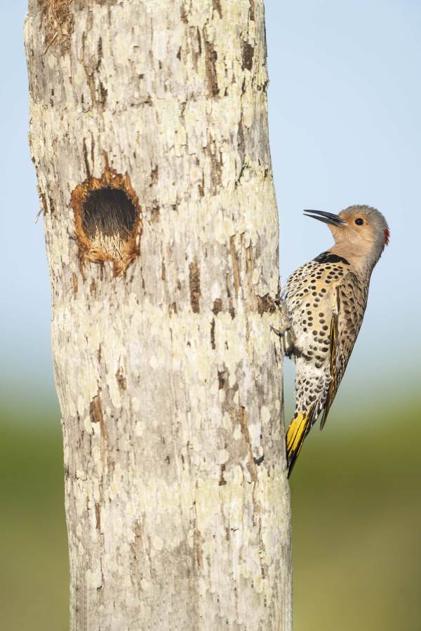 1_Northern-Flicker-3200-adult-female-at-nest-tree-_DSC4543-Indian-Lake-Estates-FL-