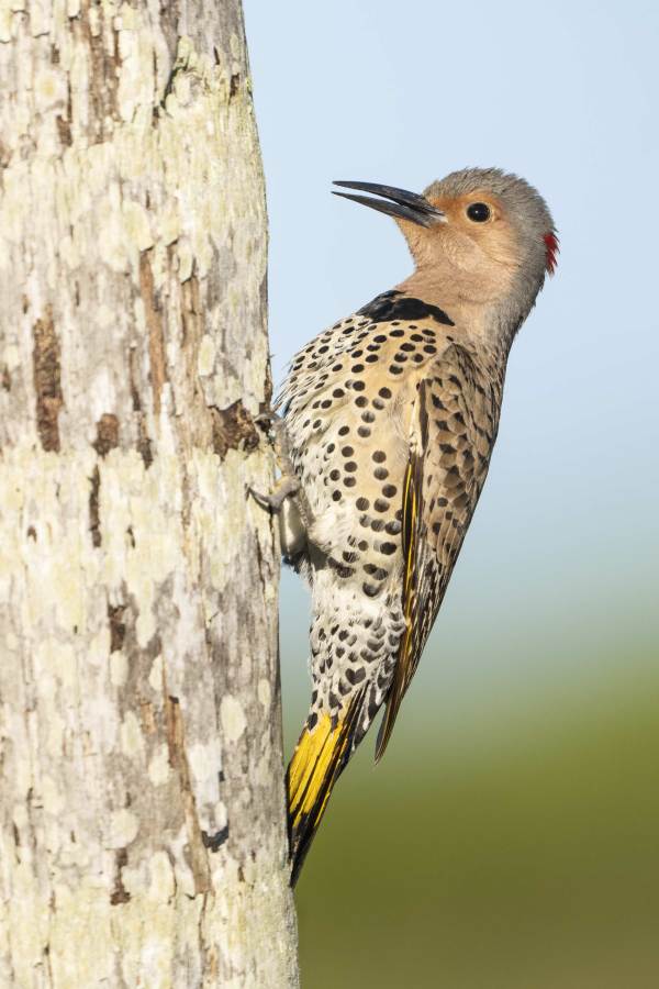 1_Northern-Flicker-crop-3200-adult-female-at-nest-tree-_DSC4543-Indian-Lake-Estates-FL-