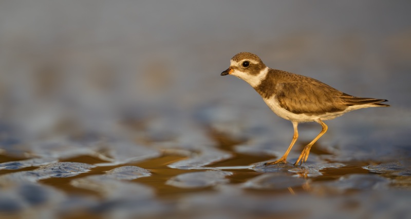 1_Semipalmated-Plover-3200-worn-juv-KEVIN-_DSC2049-Sebastian-State-Park